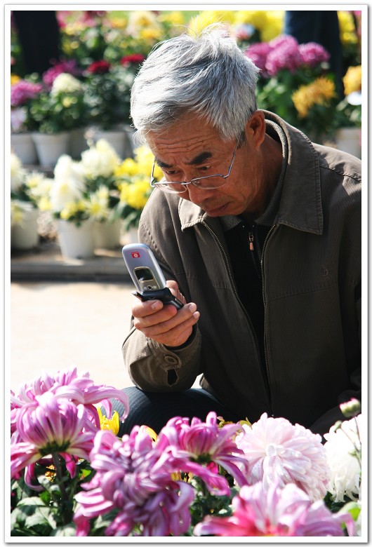 赏菊的人
